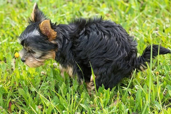 Die Analdrüse beim Hund – kleine Drüsen, große Probleme