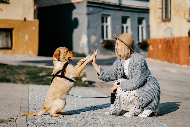 Habt ihr schon gewusst? Hundeernährung - Der perfekte Mix aus Futter und Liebe! - Love4Pets