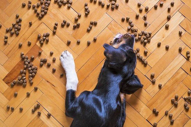 Mäkelige Hunde unerwünscht! - Love4Pets