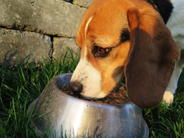 Nass- und Trockenfutter mischen? Geht das gut? - Love4Pets