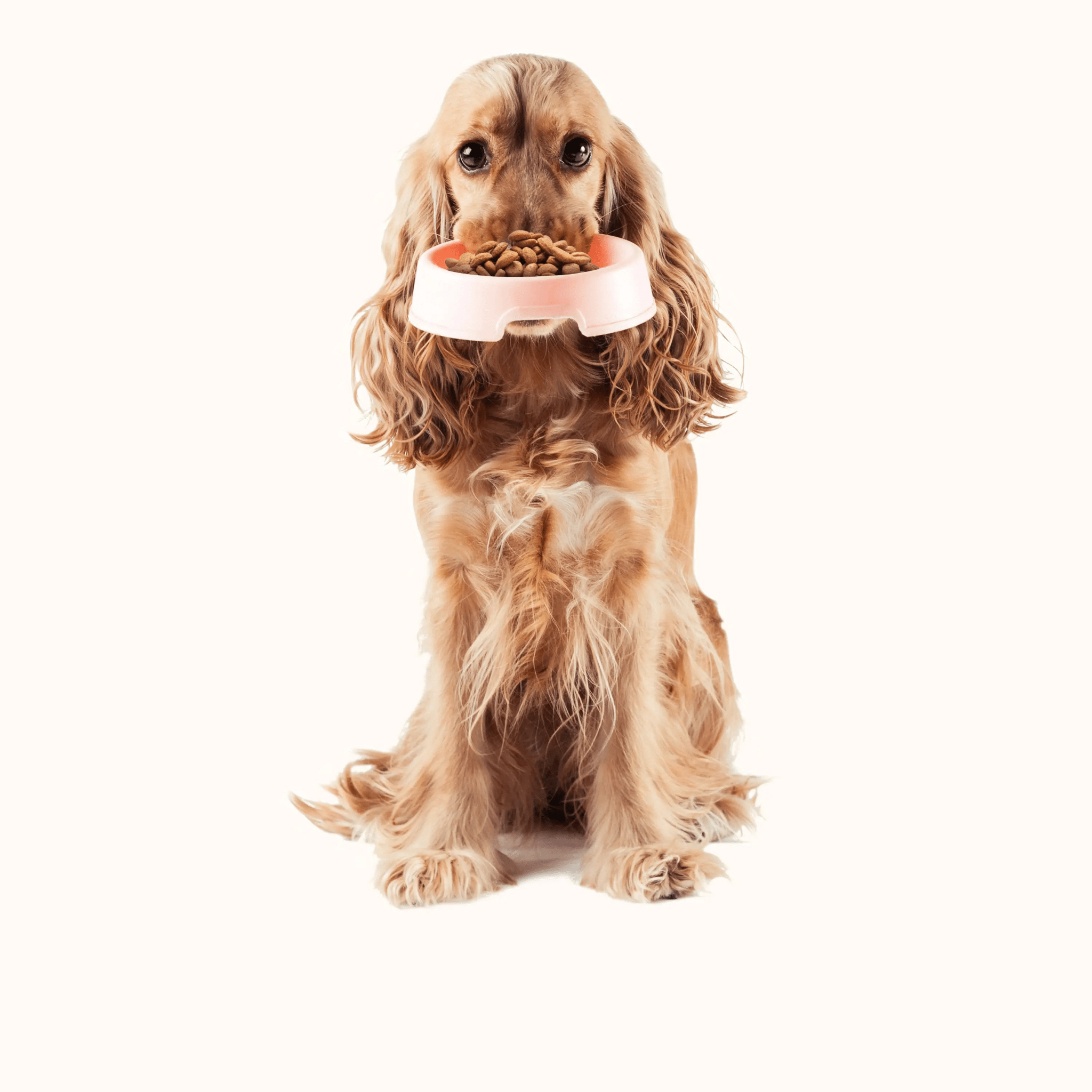 Love4Dogs - Trockenbarf - Snack Rinder - Lunge 250g - Love4Pets