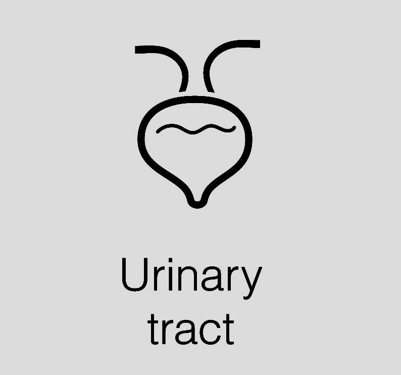 Welches Hundefutter bei Struvitsteinen? - Love4Pets