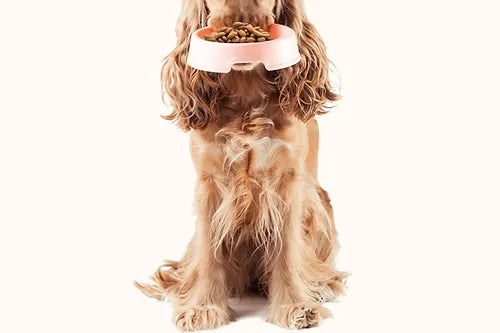 Singlefleisch Hundewurst (97% Muskelfleisch) in 10 Sorten 800g
Unsere feine Hundewurst aus 97% reinem Muskelfleisch wird sehr gerne gefressen. Ob als pure Fleischquelle zur idealen Futtermischung, als Monoprotein zur Ernährung Love4PetsSinglefleisch Hundewurst (97% Muskelfleisch)