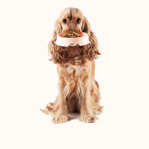 Mono- Hundewurst 400g TRUTHAHN (schnittfest)
Ergänzungsfuttermittel für Hunde
 
Zusammensetzung: 
92% Putenfleisch, 6% Reis, 1% Algen, Vitamine und Mineralstoffe.
Analytische Bestandteile: 
Rohprotein 16,3%, RLove4PetsMono- Hundewurst 400g TRUTHAHN (schnittfest)